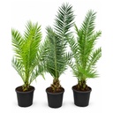 PX30 - Phoenix Canariensis Tronco simple