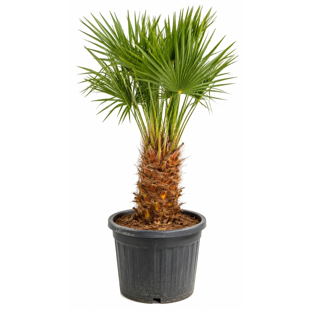 [CH45] CH45 - Chamaerops Humilis Tronco simple