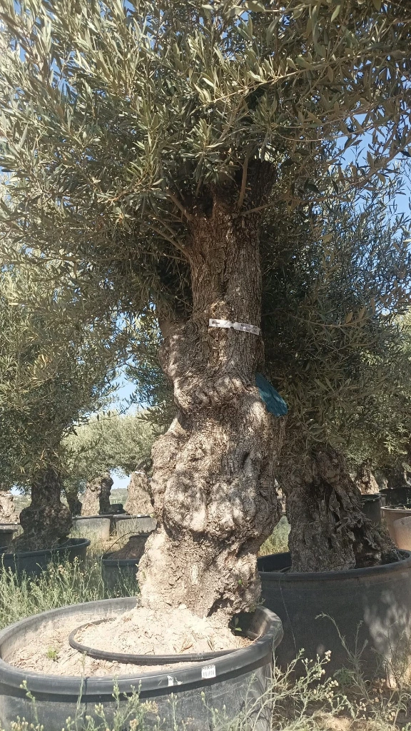 OBC100 - Olea Europaea Olivo Bonsái