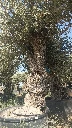 OBC100 - Olea Europaea Olivo Bonsái