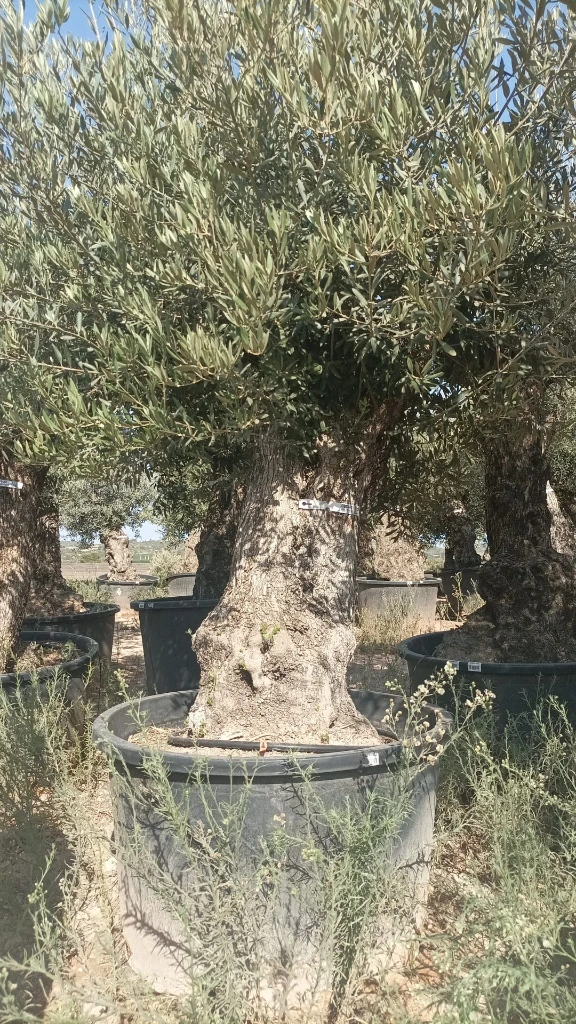 OBC100 - Olea Europaea Olivo Bonsái