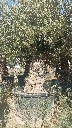 OBC100 - Olea Europaea Olivo Bonsái