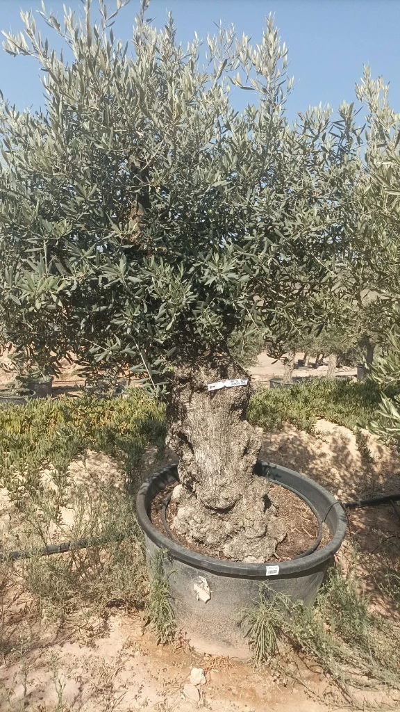 OBC100 - Olea Europaea Olivo Bonsái