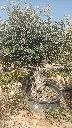 OBC100 - Olea Europaea Olivo Bonsái