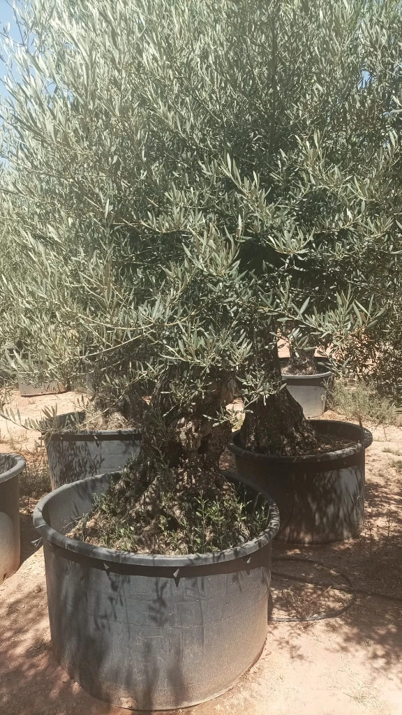 OBC100 - Olea Europaea Olivo Bonsái