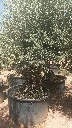 OBC100 - Olea Europaea Olivo Bonsái