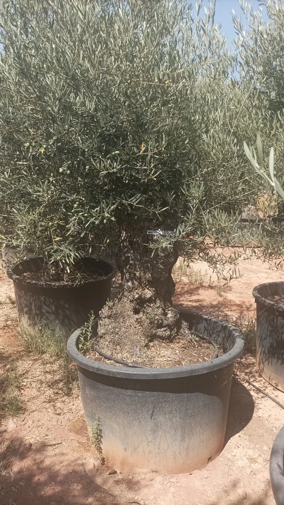 OBC100 - Olea Europaea Olivo Bonsái
