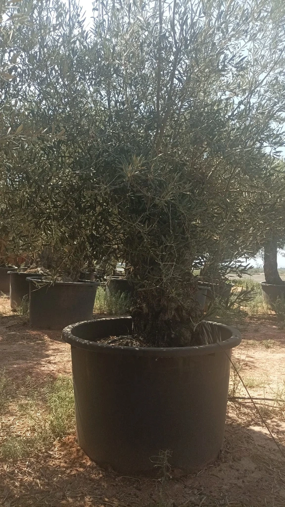 OBC100 - Olea Europaea Olivo Bonsái