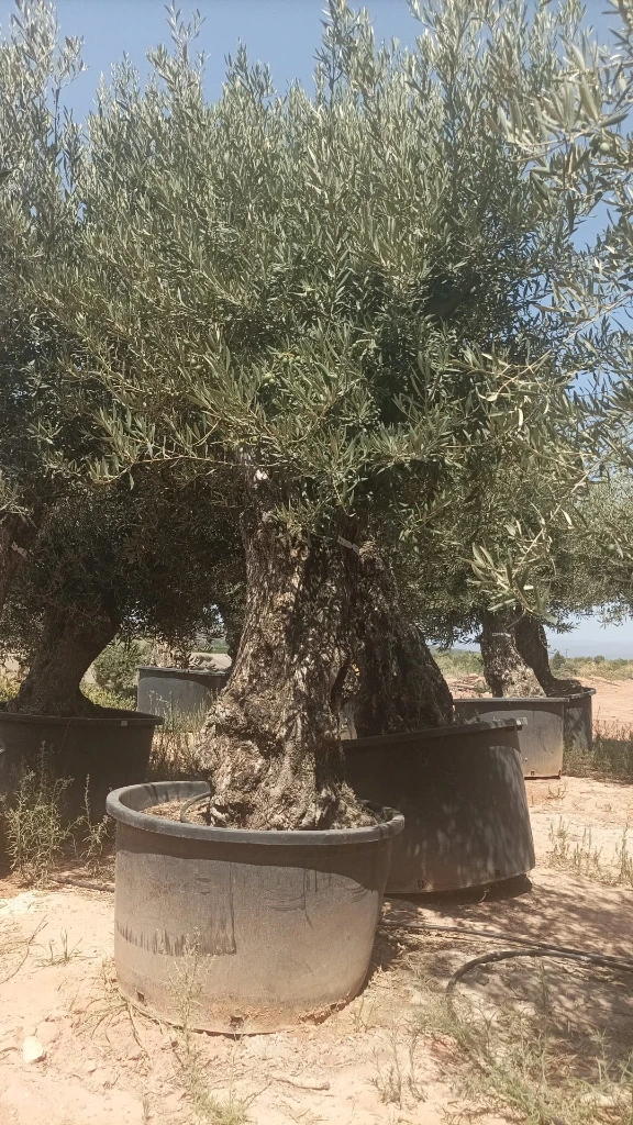 OBC100 - Olea Europaea Olivo Bonsái
