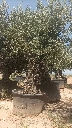 OBC100 - Olea Europaea Olivo Bonsái