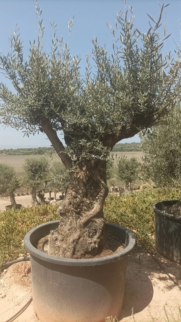 OBC100 - Olea Europaea Olivo Bonsái