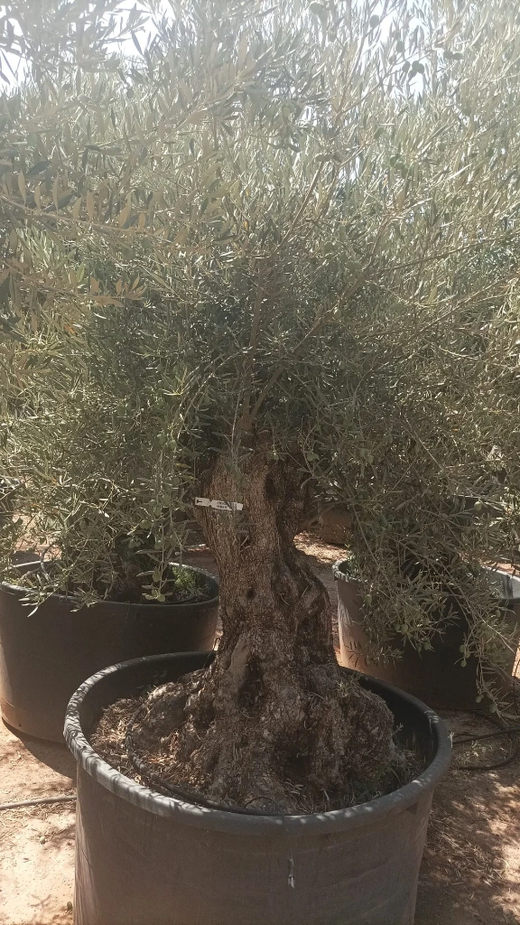 OBC100 - Olea Europaea Olivo Bonsái
