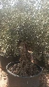 OBC100 - Olea Europaea Olivo Bonsái