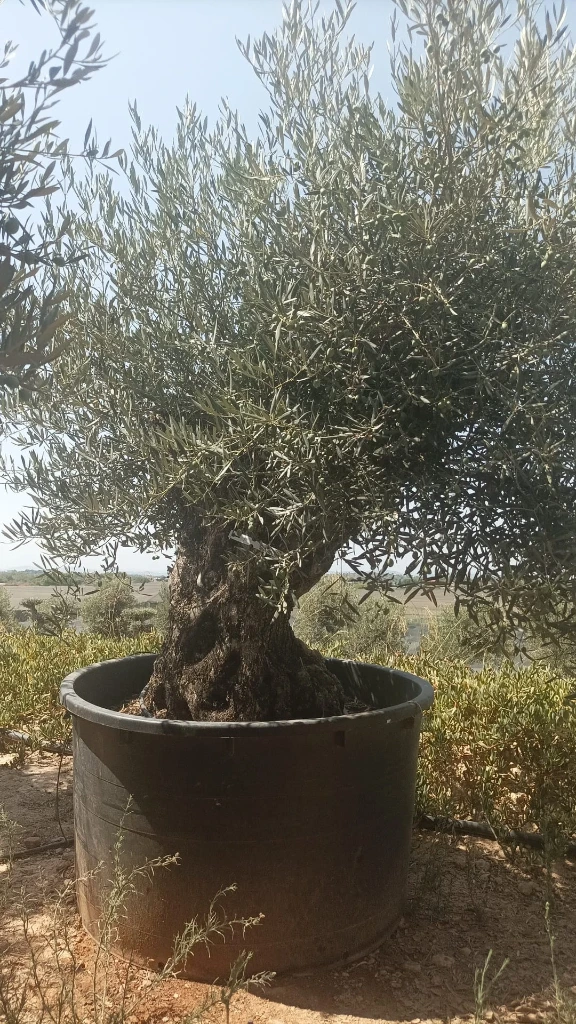 OBC100 - Olea Europaea Olivo Bonsái