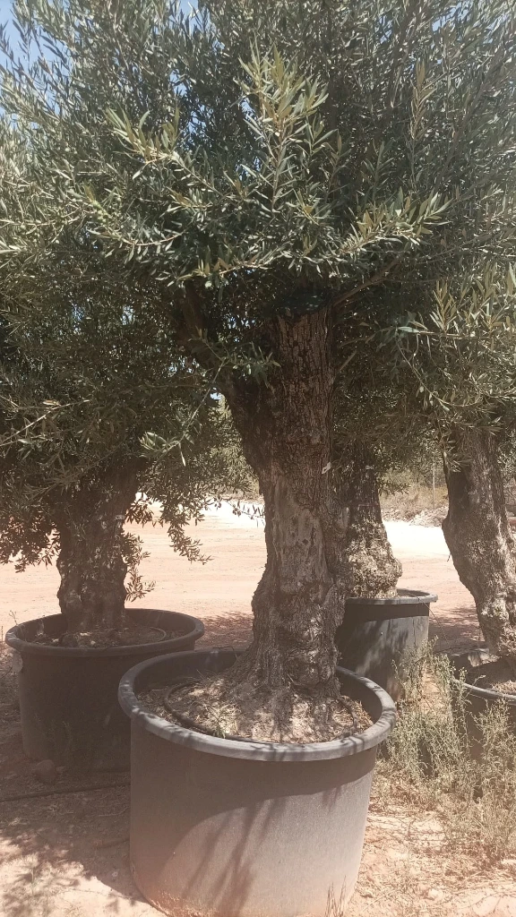 OBC100 - Olea Europaea Olivo Bonsái