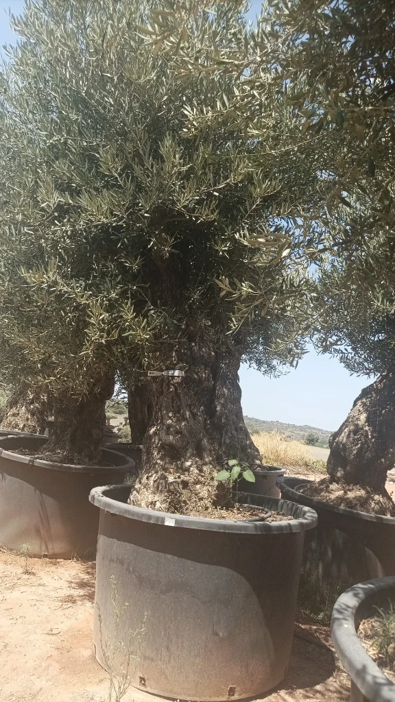 OBC100 - Olea Europaea Olivo Bonsái