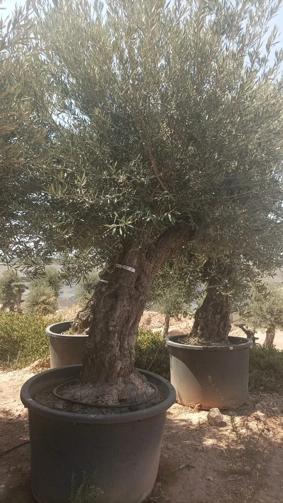 OBC100 - Olea Europaea Olivo Bonsái