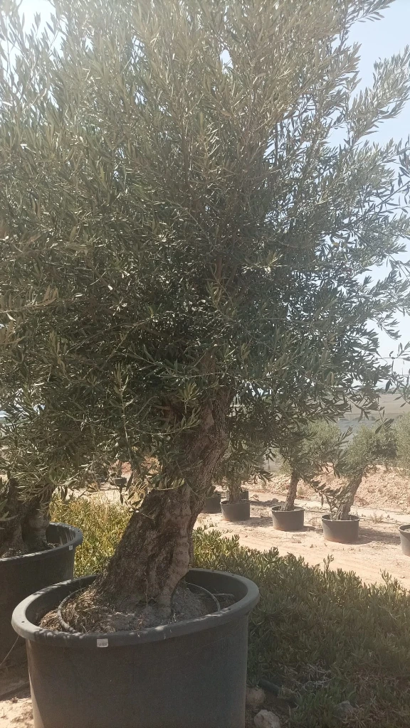OBC100 - Olea Europaea Olivo Bonsái