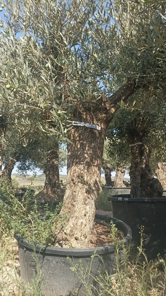 OBC60 - Olea Europaea Olivo Bonsái