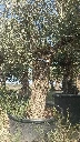 OBC60 - Olea Europaea Olivo Bonsái