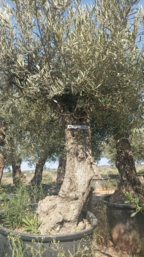 OBC60 - Olea Europaea Olivo Bonsái