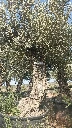 OBC60 - Olea Europaea Olivo Bonsái