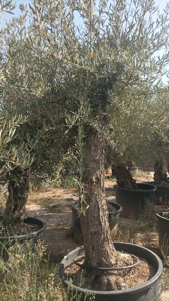 OBC60 - Olea Europaea Olivo Bonsái