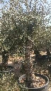 OBC60 - Olea Europaea Olivo Bonsái