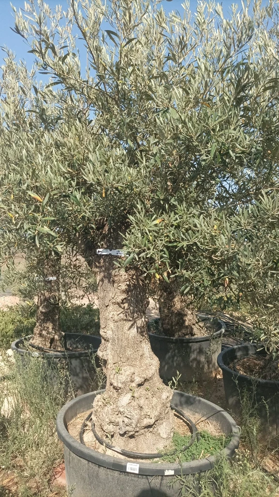 OBC60 - Olea Europaea Olivo Bonsái