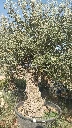 OBC60 - Olea Europaea Olivo Bonsái
