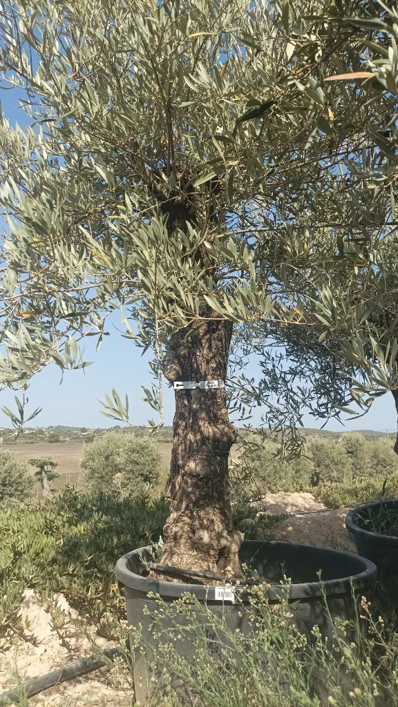 OBC60 - Olea Europaea Olivo Bonsái