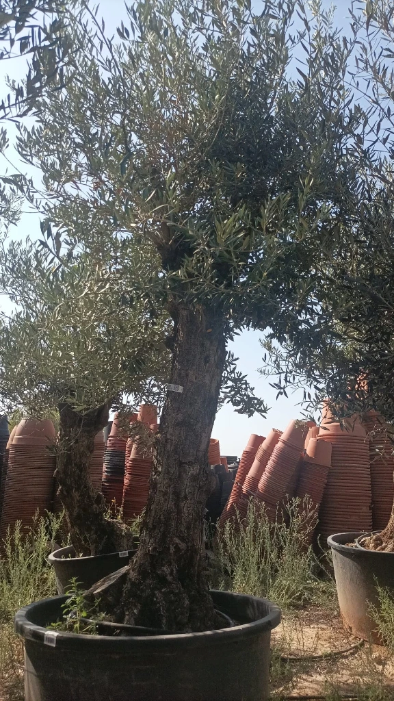 OBC60 - Olea Europaea Olivo Bonsái