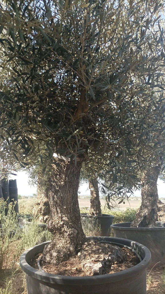 OBC60 - Olea Europaea Olivo Bonsái