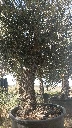 OBC60 - Olea Europaea Olivo Bonsái