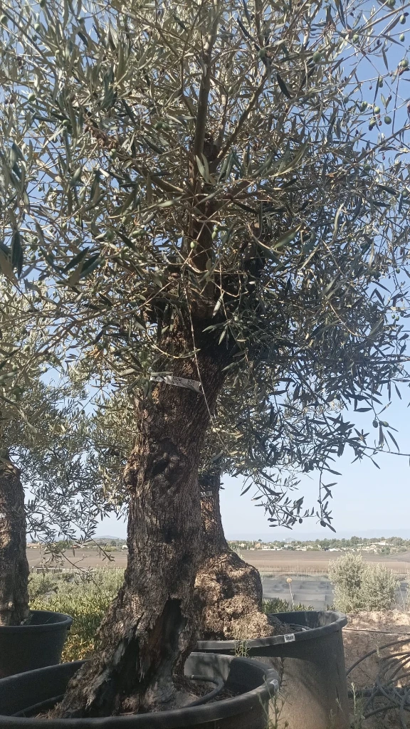 OBC60 - Olea Europaea Olivo Bonsái