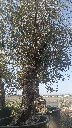 OBC60 - Olea Europaea Olivo Bonsái