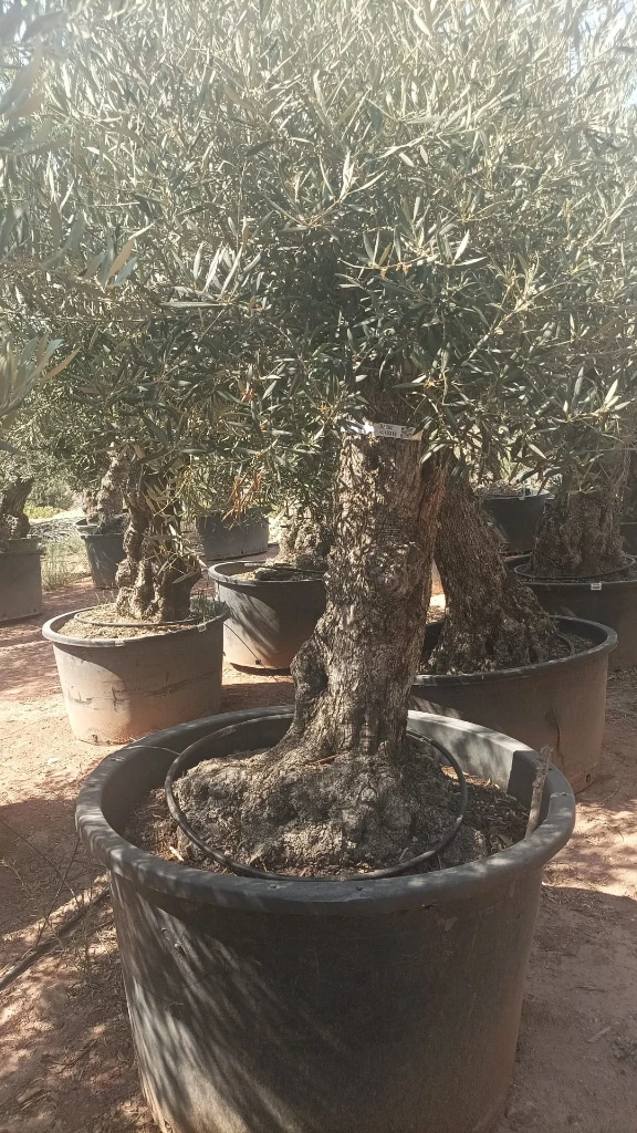 OBC60 - Olea Europaea Olivo Bonsái
