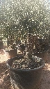 OBC60 - Olea Europaea Olivo Bonsái