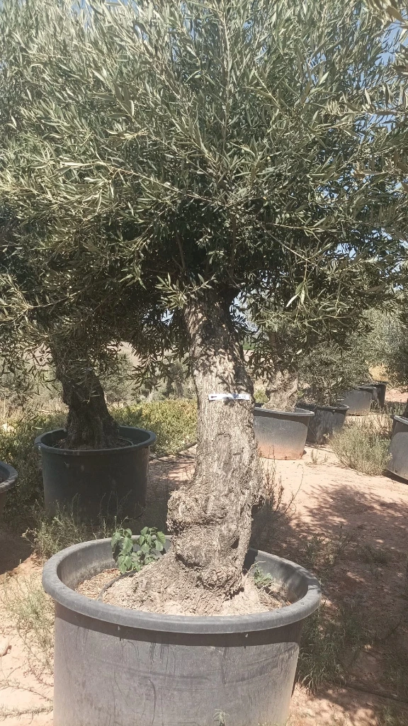 OBC60 - Olea Europaea Olivo Bonsái