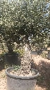 OBC60 - Olea Europaea Olivo Bonsái
