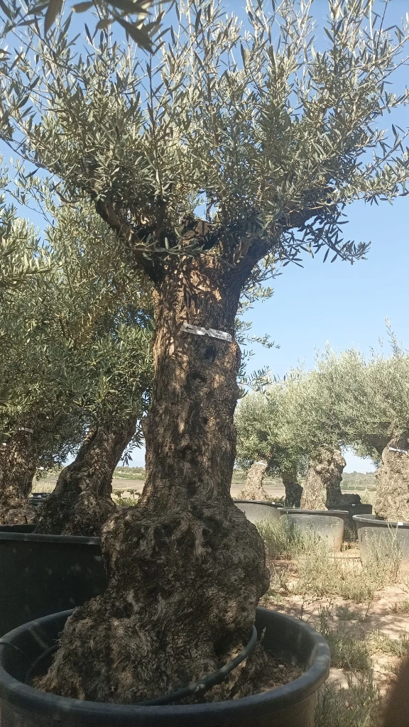 OBC80 - Olea Europaea Olivo Bonsái