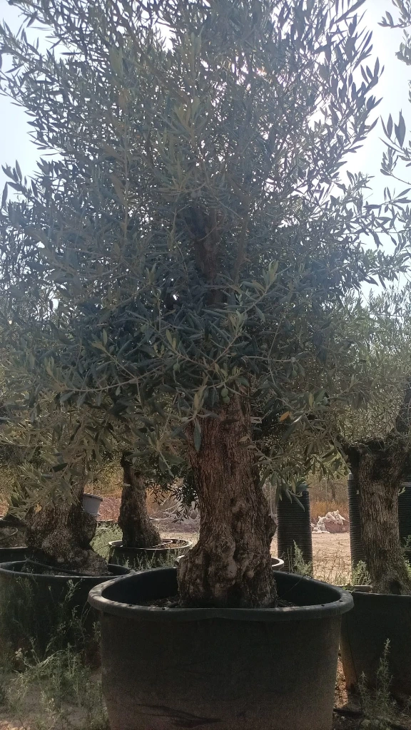 OBC80 - Olea Europaea Olivo Bonsái