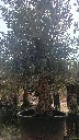 OBC80 - Olea Europaea Olivo Bonsái