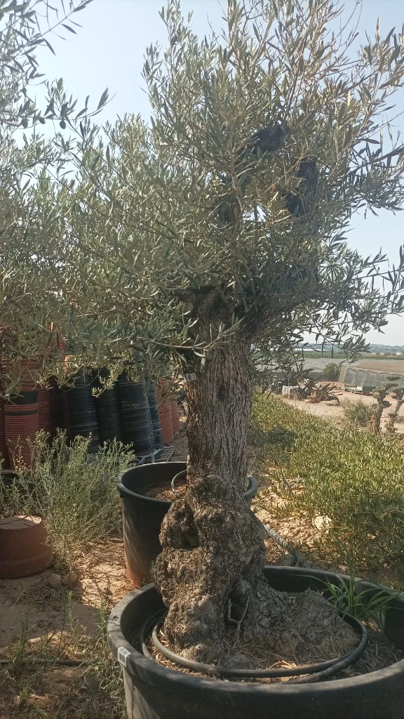 OBC80 - Olea Europaea Olivo Bonsái