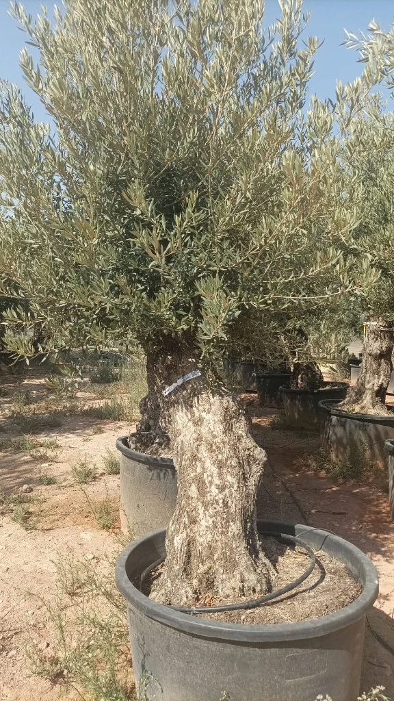 OBC80 - Olea Europaea Olivo Bonsái