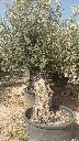OBC80 - Olea Europaea Olivo Bonsái