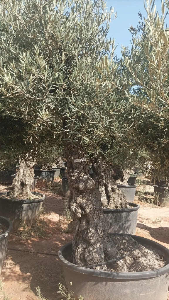 OBC80 - Olea Europaea Olivo Bonsái