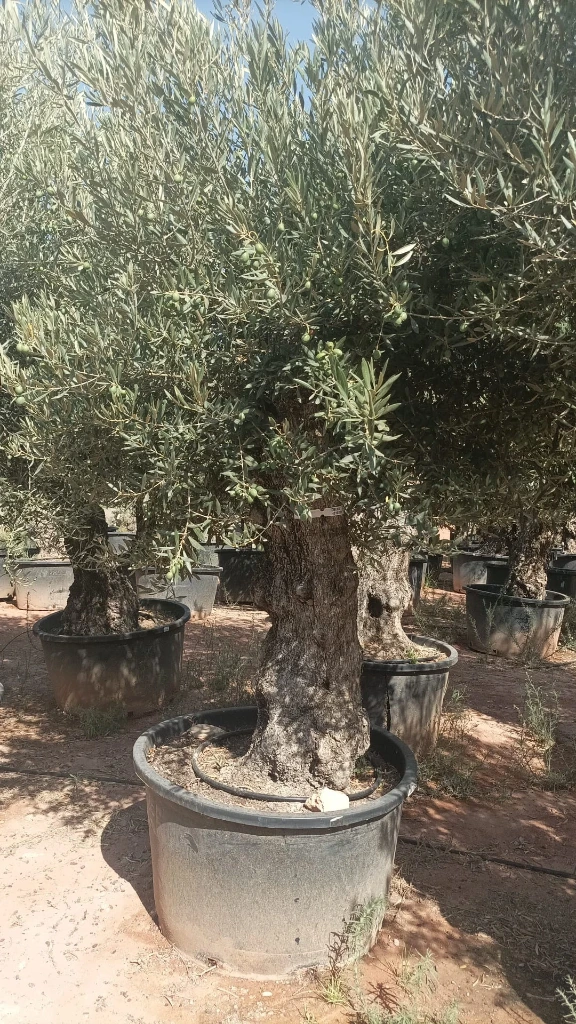 OBC80 - Olea Europaea Olivo Bonsái
