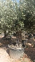 OBC80 - Olea Europaea Olivo Bonsái
