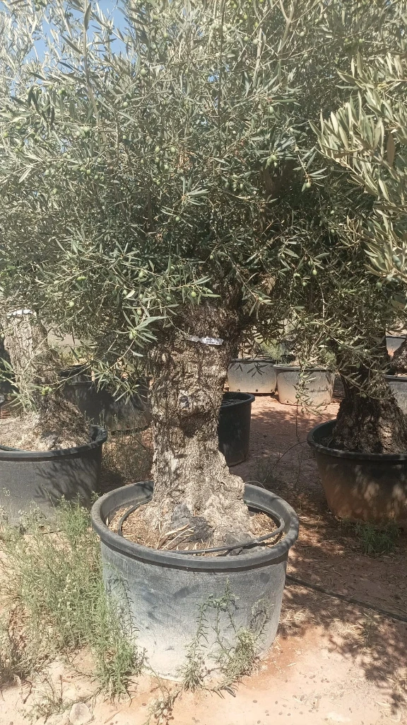 OBC80 - Olea Europaea Olivo Bonsái
